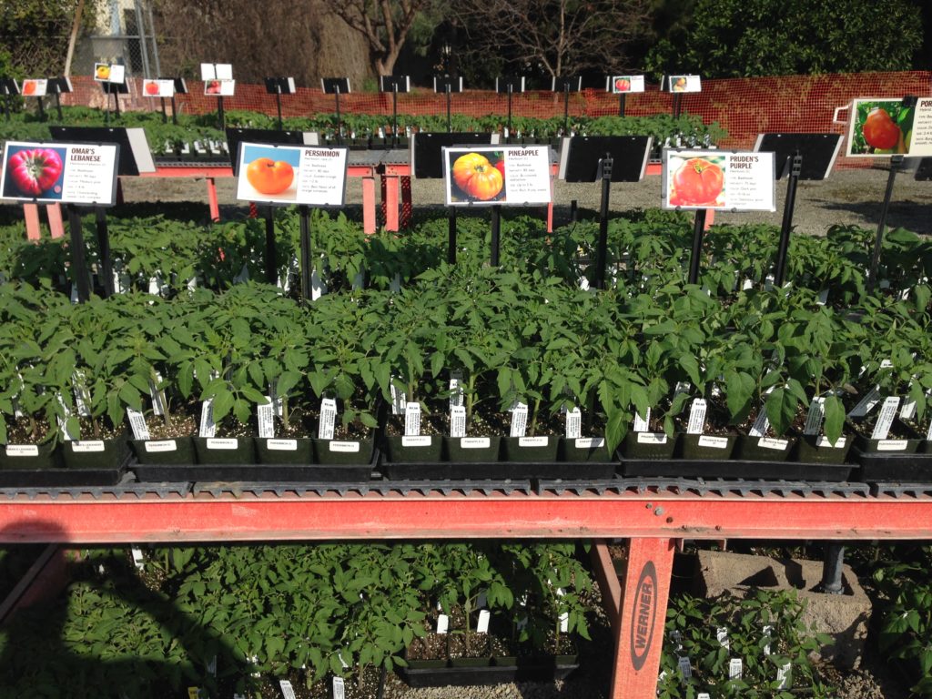Some of the tomato plants that will be on sale starting Friday at Fullerton College. Photo credit: Hugo Braulio Flores