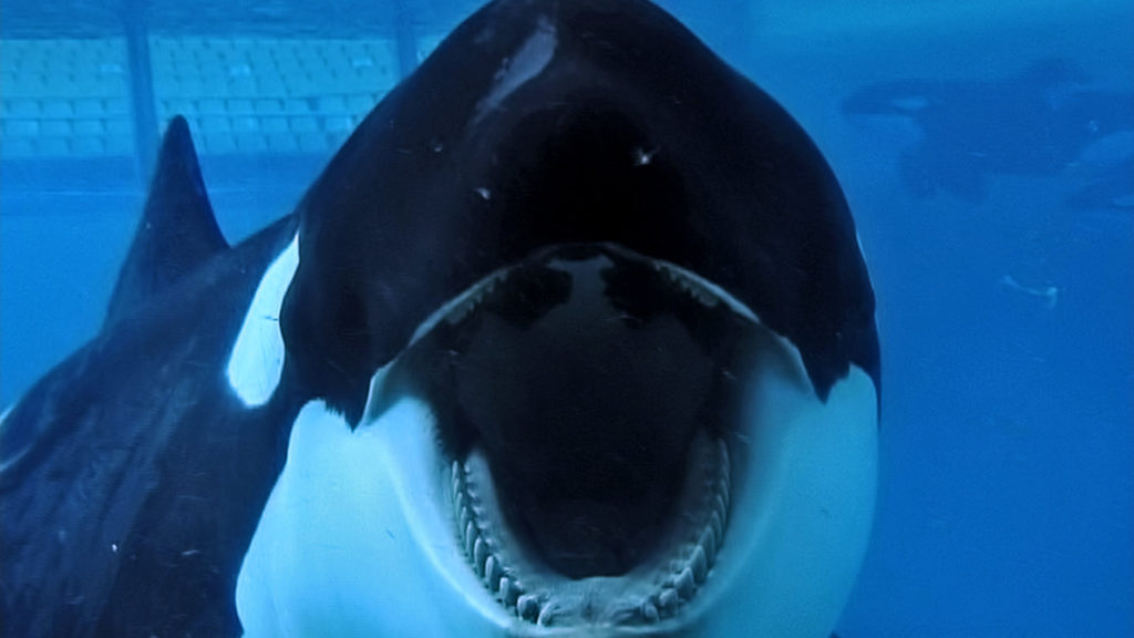 Orcas raised in confinement for too long may not be able to survive if released into their original habitat but their life in captivity shouldn’t decrease life span.
