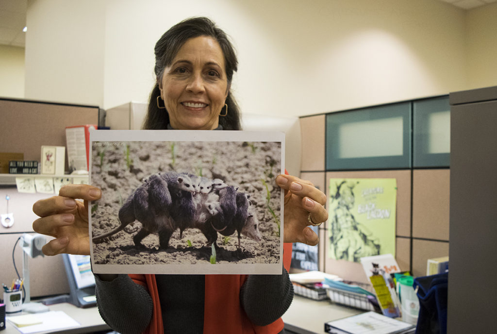 Fullerton Colleges librarian Betsy Murray loves opossums, here she holds up a picture of a mother opossum carrying baby opossums. Photo credit: Joshua Mejia
