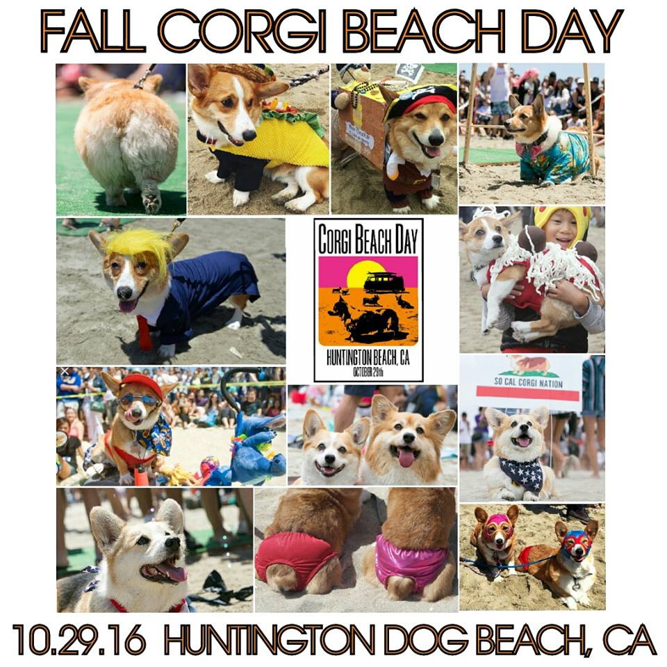 The Fall 2016 Corgi Beach Day flyer Photo credit: Facebook.com/socalcorgibeachday