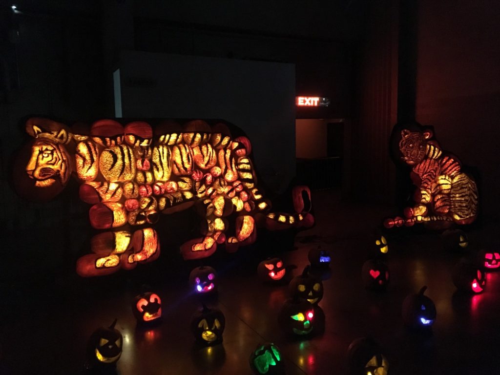 Hand carved tiger collages for safari themed jack olanterns. Photo credit: Bailey Long
