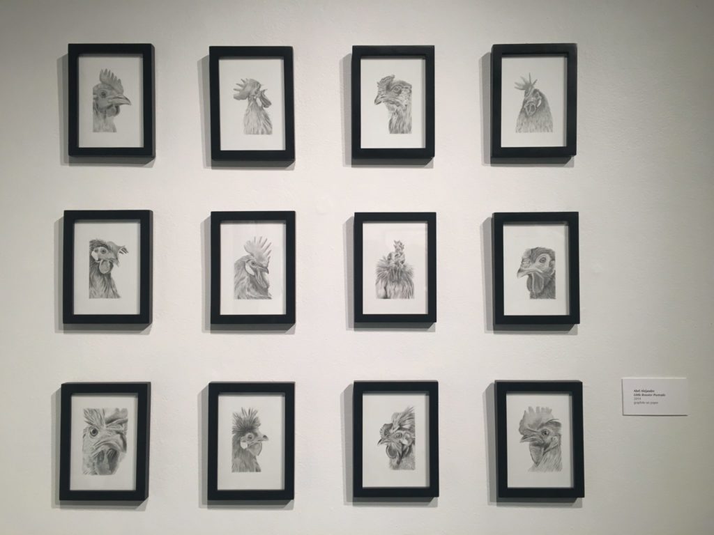 A series of graphite drawings called “Little Rooster Portraits” Alejandre created in 2014. Photo credit: Katarina Scalise