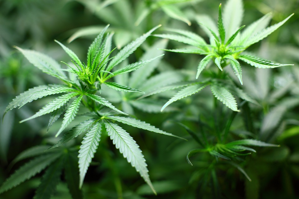 Marijuana can now be a field of study for some students at UC Davis. Photo credit: Pixabay
