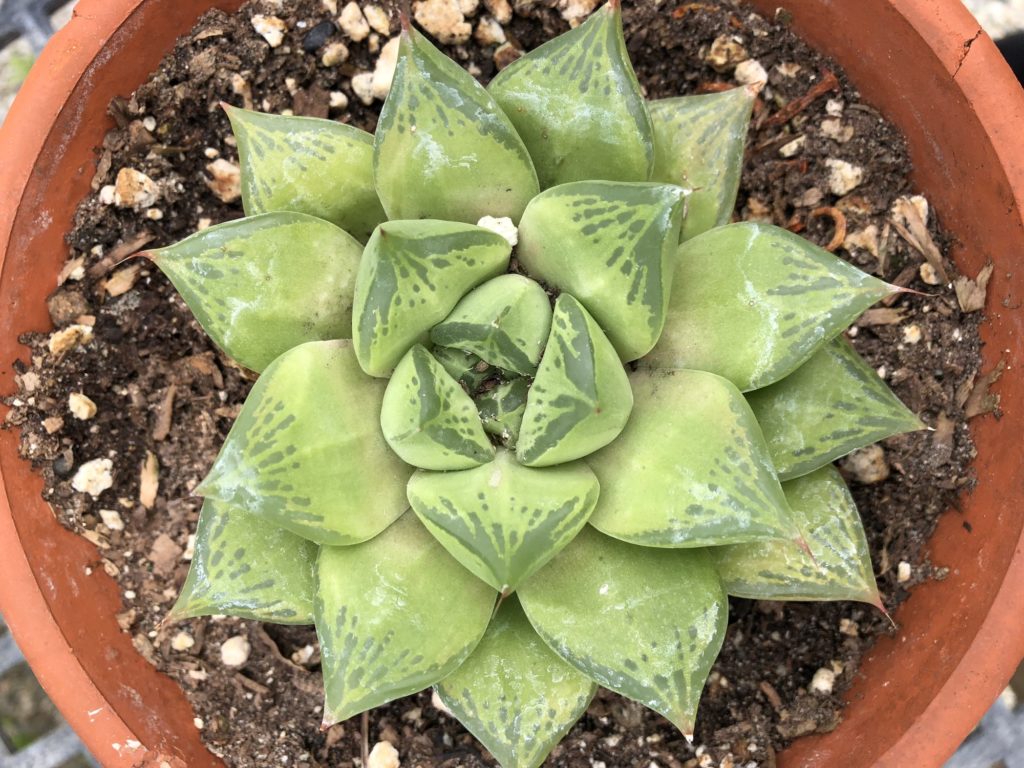One of many succulents at the Spring Plant Sale on Saturday, May 12. Photo credit: Katie Brown