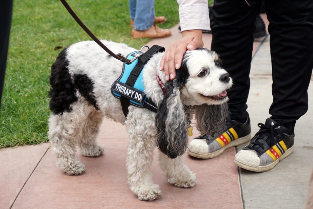 Therapy dogs provide students with a moment of stress-free fun. Photo credit: Nathan Kiesselbach