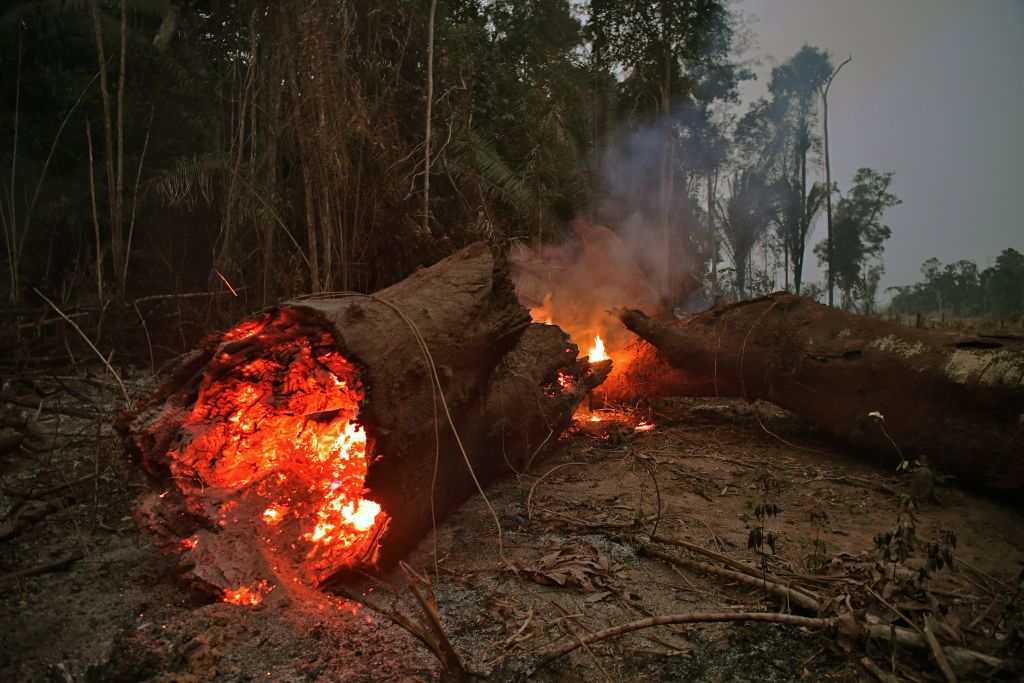 A tree in the Amazon on fire. Photo credit: Carl De Souza