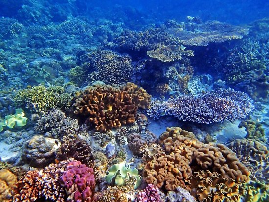 Coral reefs are one of the worlds most colorful and diverse ecosystems. Photo credit: google images