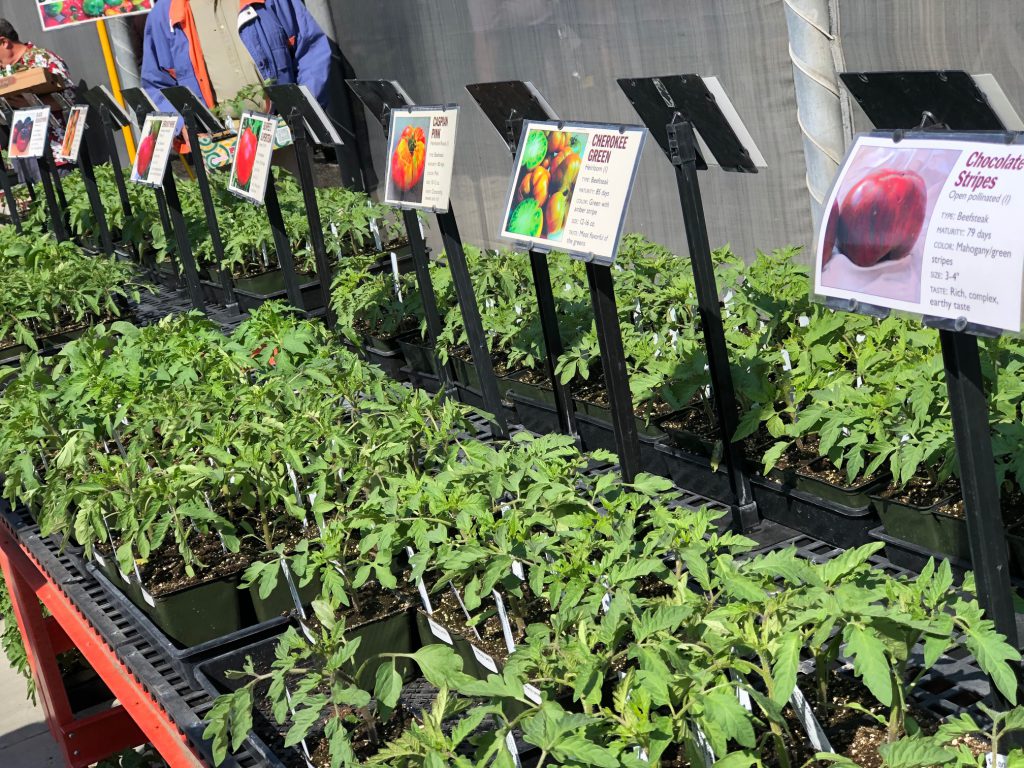The Horticulture Dept. had a variety of tomato plants to choose from at the Tomato sale this weekend. Photo credit: Nidia Nunez