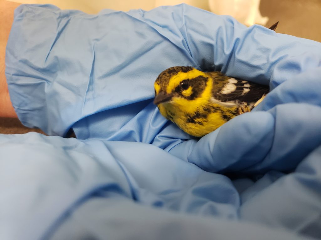 A  Townsends Warbler rescued from the fires. Photo credit: https://www.wwccoc.org/