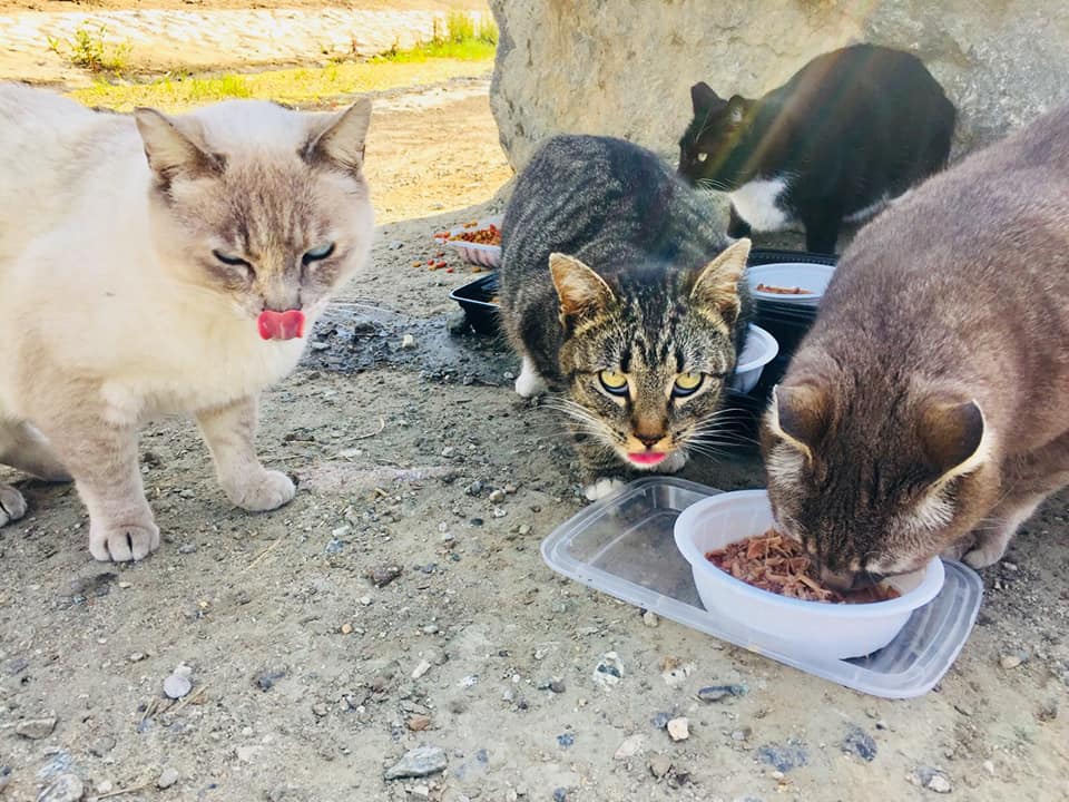 A group of feral cats being fed by volunteers at a cat colony. Photo credit: OC Community Cats