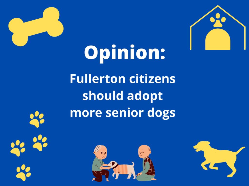 Opinion: Fullerton citizens should adopt more senior dogs. Photo credit: Jared Chavez
