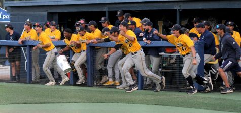 Fullerton dugout celebrates their win as they run to Michael Curatolo after he records the final out for the Hornets, getting the job done. Photo credit: Yasmin Sotelo