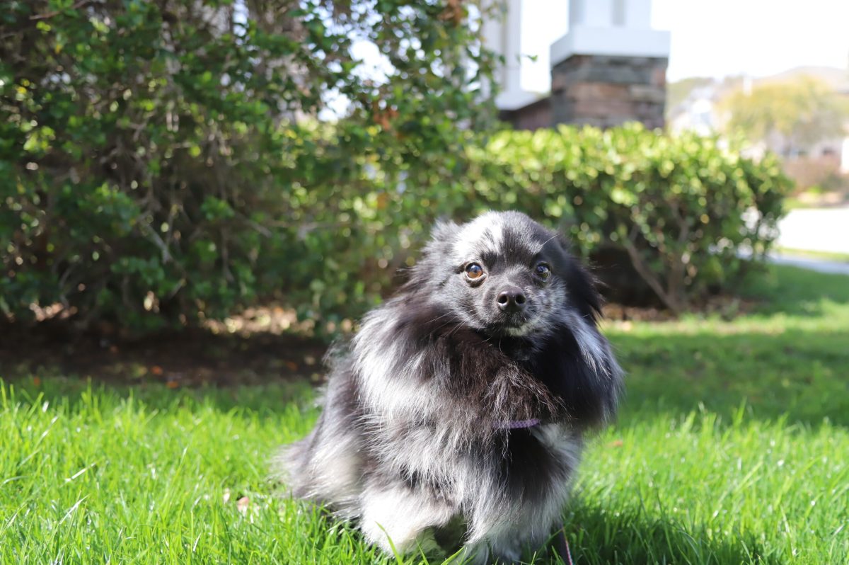 All Poms Go to Heaven: A Look into the OC Pomeranian Rescue