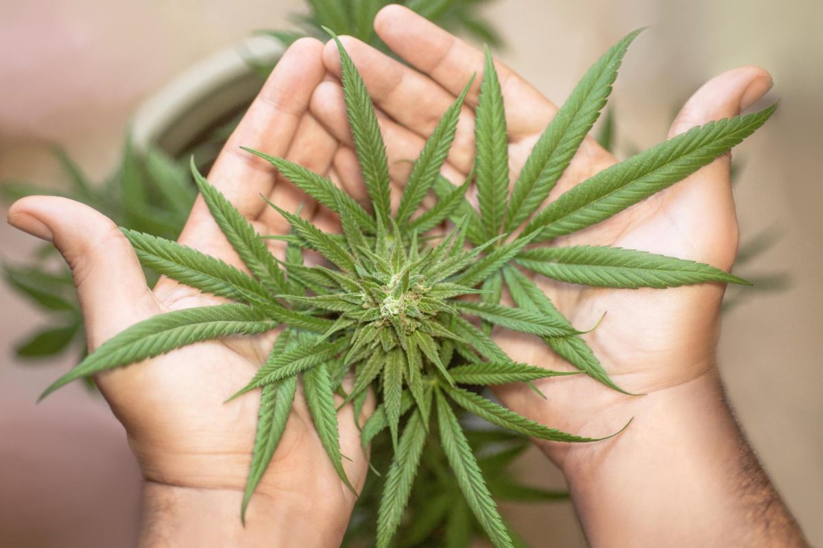 As the cannabis industry expands, Fullerton College offers a unique pathway into careers through its social science-based degree.
